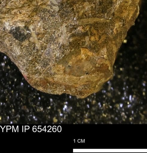 Mollusca