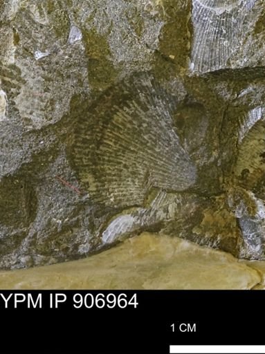 Oxytoma (Hypoxytoma) nebrascana