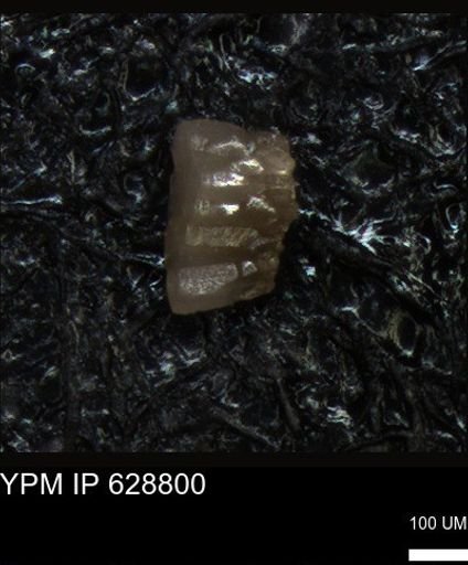 undet. Foraminiferida
