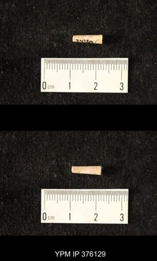 Pseudorthoceras knoxense
