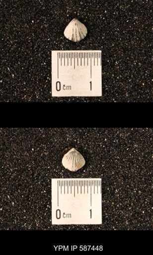 Camarotoechia whitei