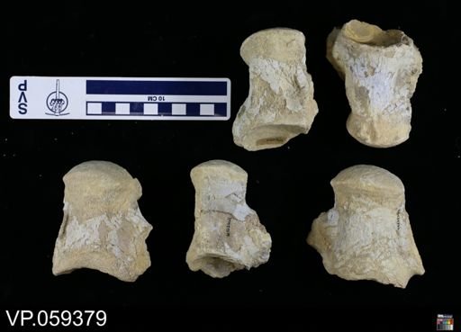 undet. Mosasauridae
