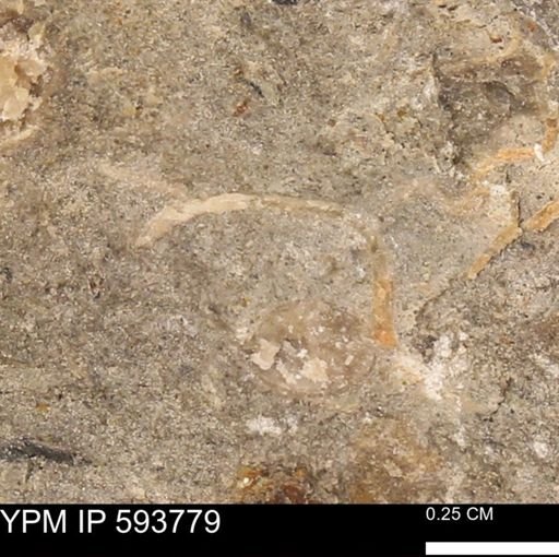 Baculites sp.