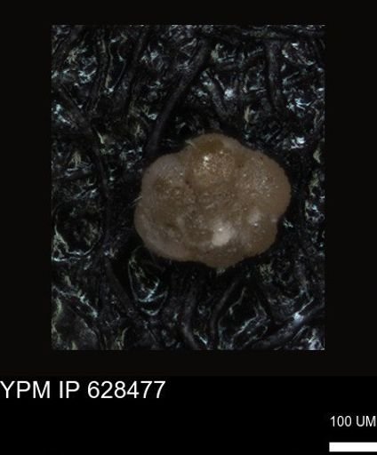 undet. Foraminiferida