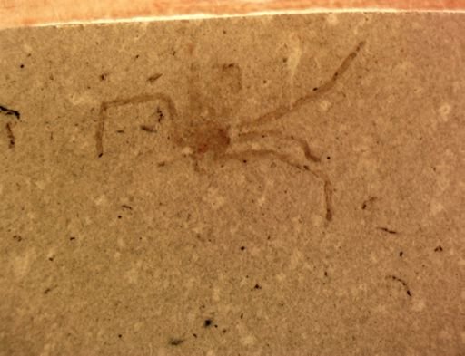undet. Araneida