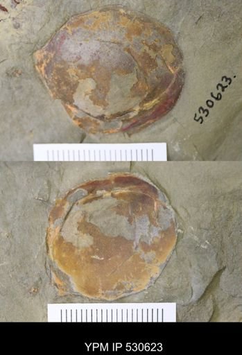 undet. Aglaspida