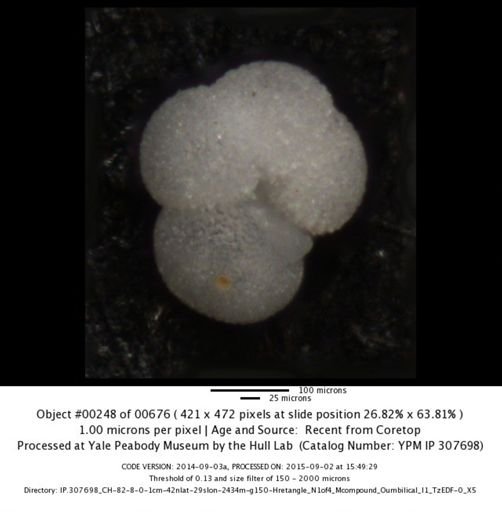 Neogloboquadrina incompta