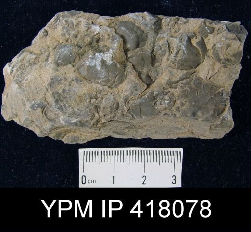 Reticularia perplexa?