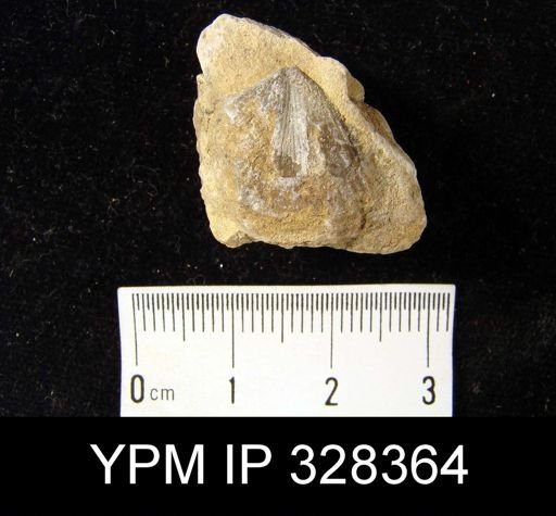 Spirifer whitneyi