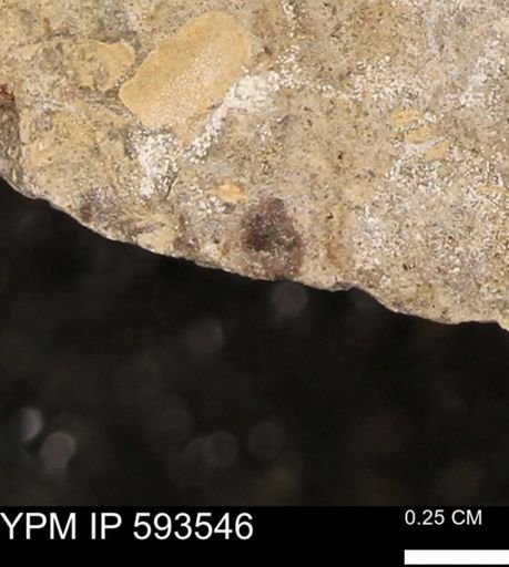 taxon undetermined