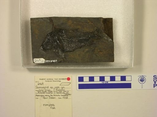 Semionotidae