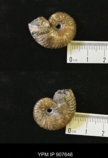Discoscaphites sp.