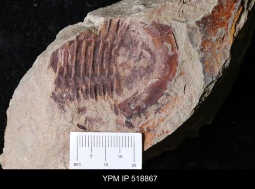 undet. Asaphidae