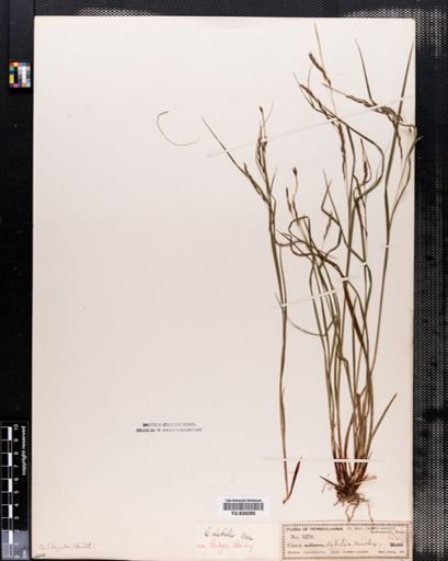 Carex debilis