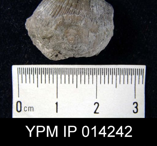 Craniella hamiltoniae