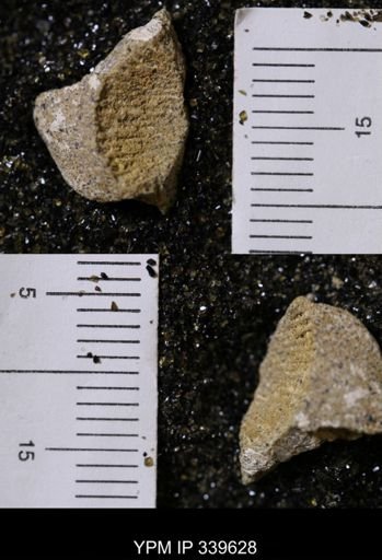 Cardium whitei