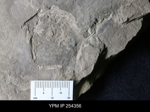 Erieopterus sp.