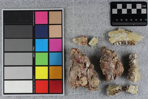 Mesohippus bairdi