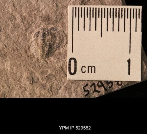 Trilobita