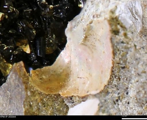 undet. Ammonoidea