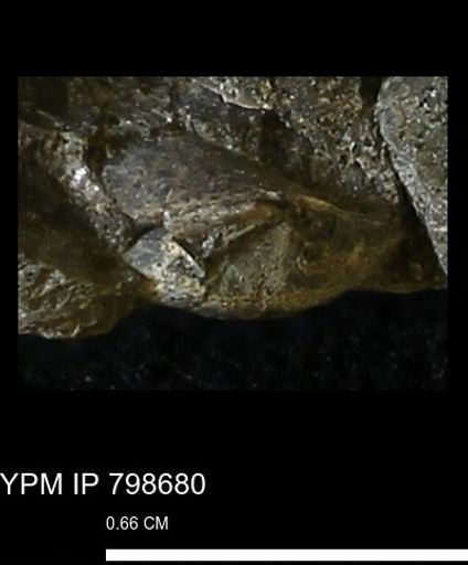 undet. Bivalvia