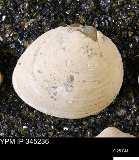 Limopsis striatopunctatus