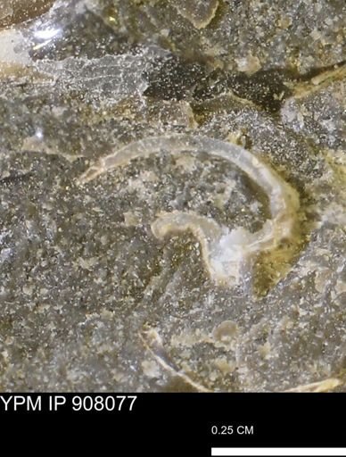 undet. Bivalvia