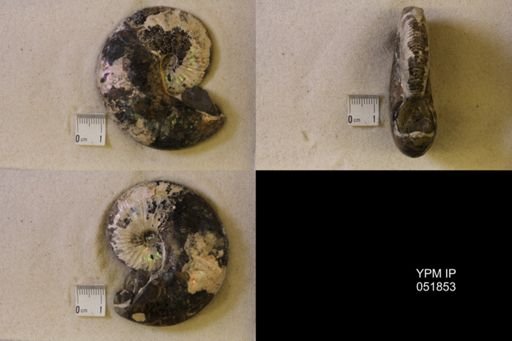 Hoploscaphites nicolletii