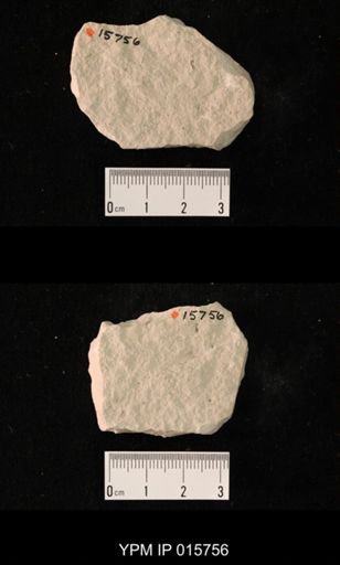 Probnis speciosa