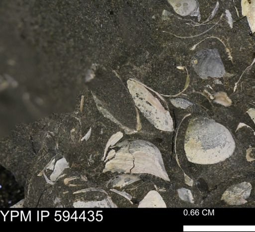 Protocardia sp.