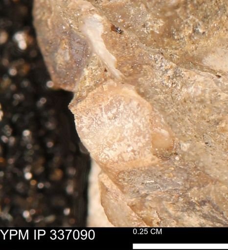 undet. Mollusca