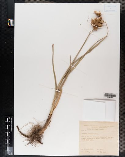 Plantae