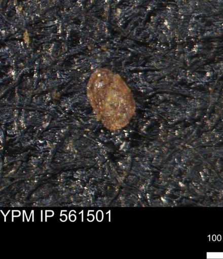 undet. Foraminiferida