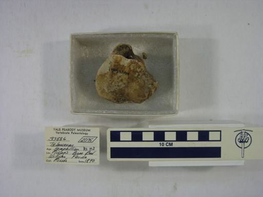 Teleoceras fossiger