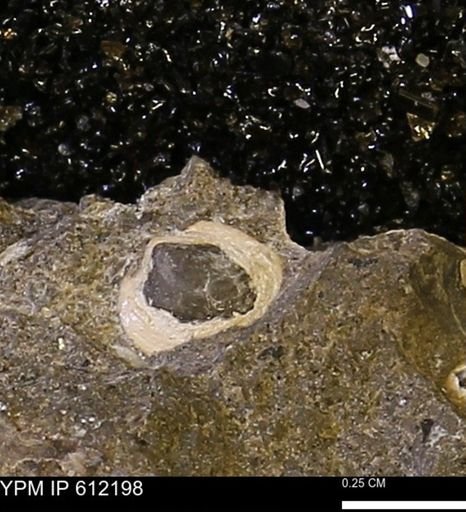 undet. Bivalvia
