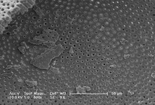 Globorotalia menardii