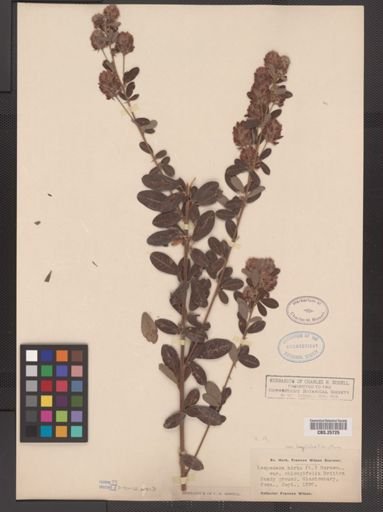 Lespedeza hirta