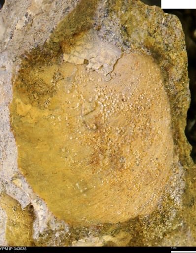 undet. Bivalvia
