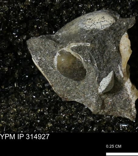 undet. Mollusca