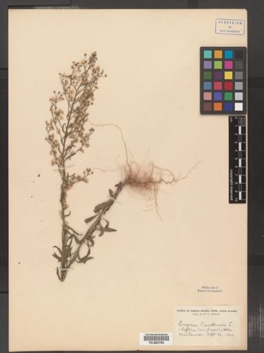 Conyza canadensis