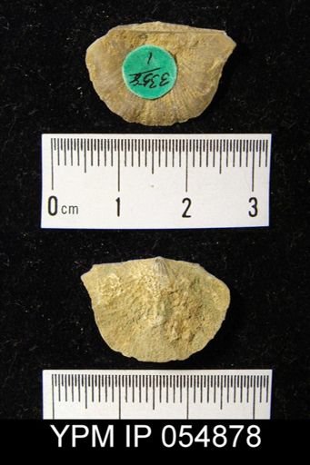 Strophonella reversa