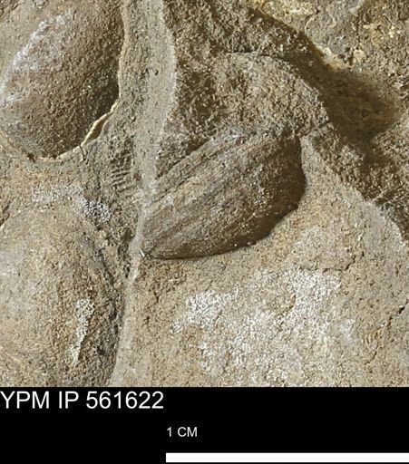 undet. Bivalvia