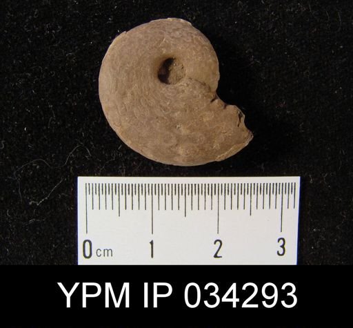 Pronorites timorensis