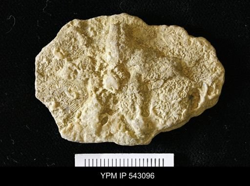 Asteriacites sp.