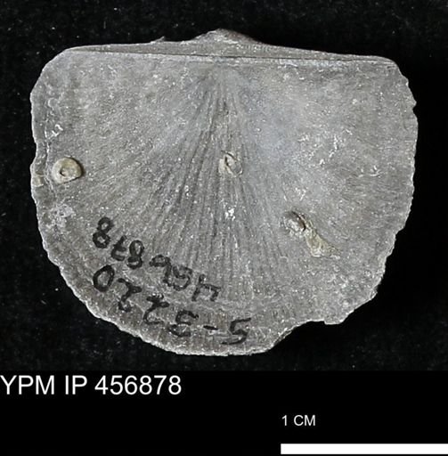 Stropheodonta sp.