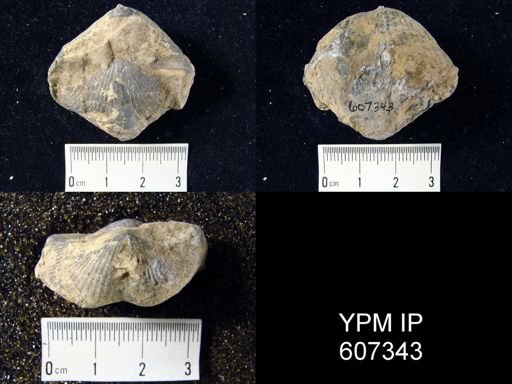 Spinocyrtia?
