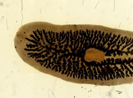 Procotyla fluviatilis