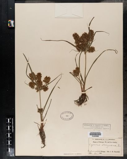Cyperus strigosus