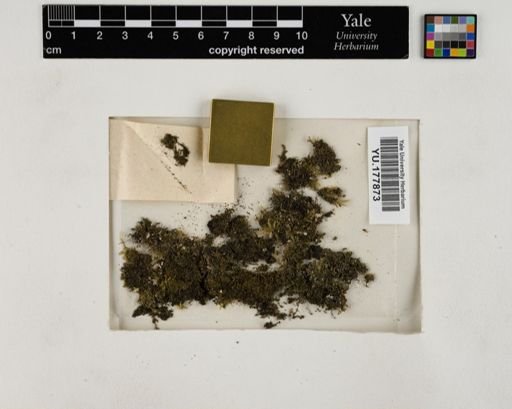 Plantae