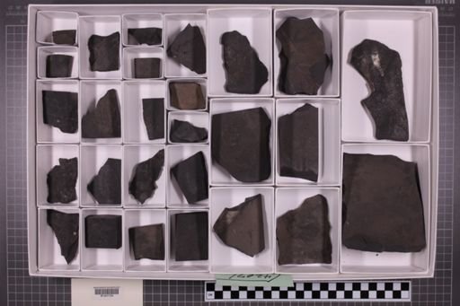 mixed taxa, stratigraphic collection